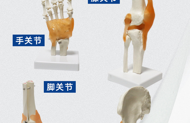 人体关节模型附韧带医院学校用骨科教学教具手脚膝髋关节模型