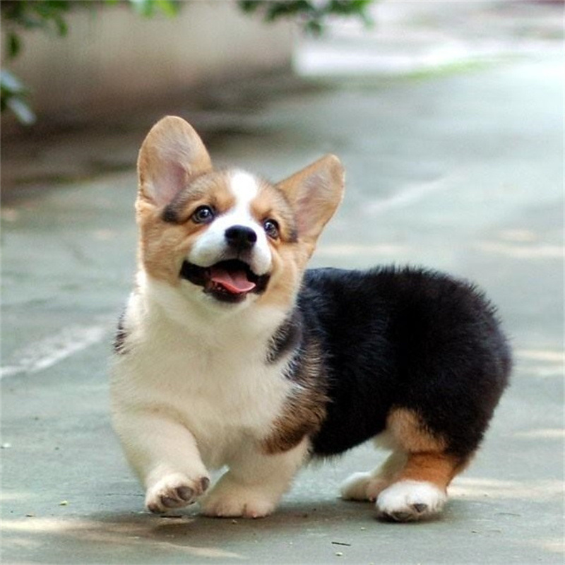 纯种柯基幼犬活体小型双色柯基犬幼崽家养陪伴伴侣犬三色柯基狗狗