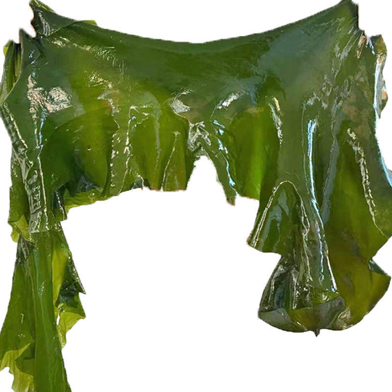 海带批发新鲜整颗厚大盐渍丝结头昆布打饭包火锅麻辣烫凉拌菜食材