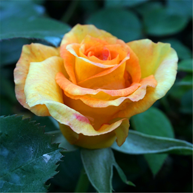 金奖章阳台大花浓香月季花苗别墅四季观花植物盆栽花园玫瑰花大苗