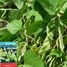 精品绿眉豆种子农家传统蔬菜种籽庭院早熟高产绿眉豆孑四季播种子