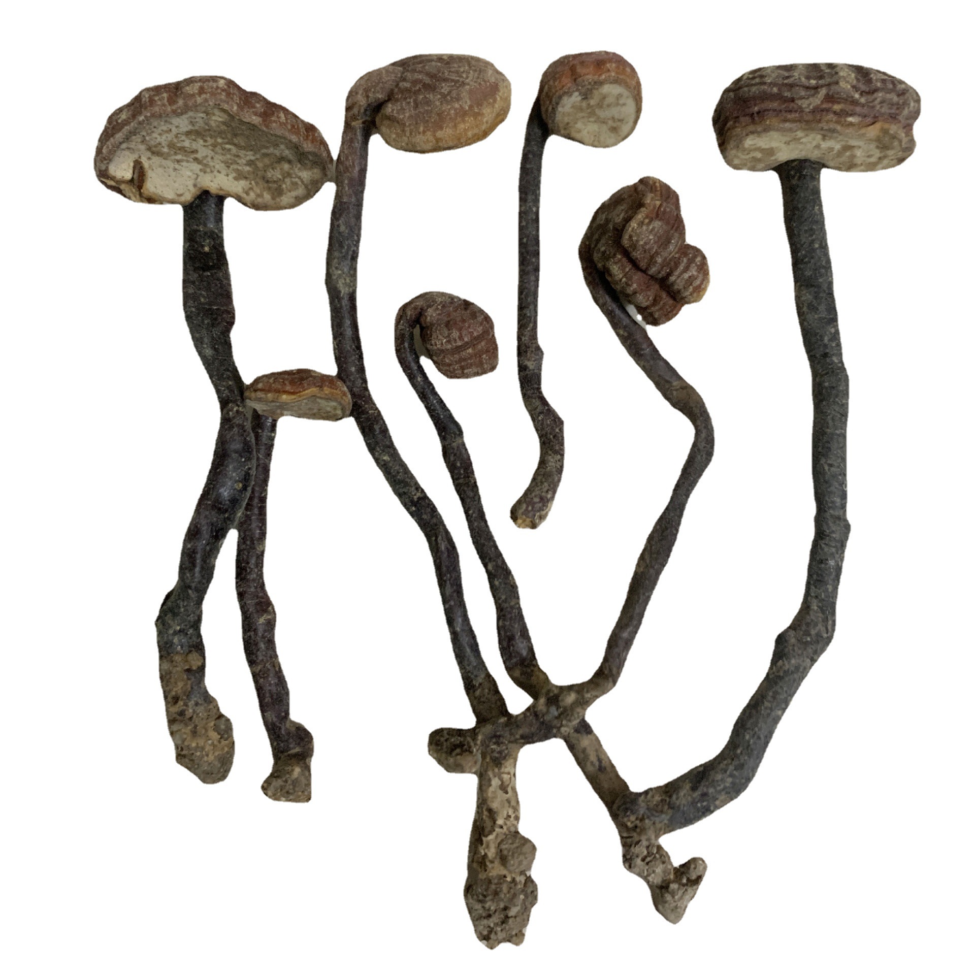 批发中药材灵芝王干货赤灵芝紫灵芝片整枝灵芝皇黑灵芝一件代发