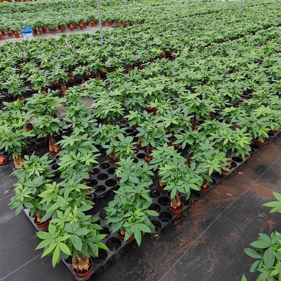 发财树盆栽批发基地直供四季常青植物净化空气小盆栽花卉花苗盆栽