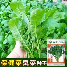 大叶臭菜种子东北芝麻菜籽臭菜籽苦麦菜阳台菜园盆栽野菜蔬菜种子