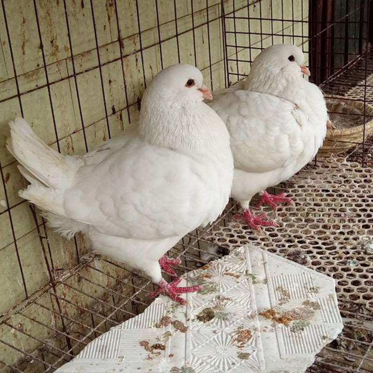 河北白羽王种鸽价格多少钱 |出售美国落地王鸽|种鸽白王|广场鸽