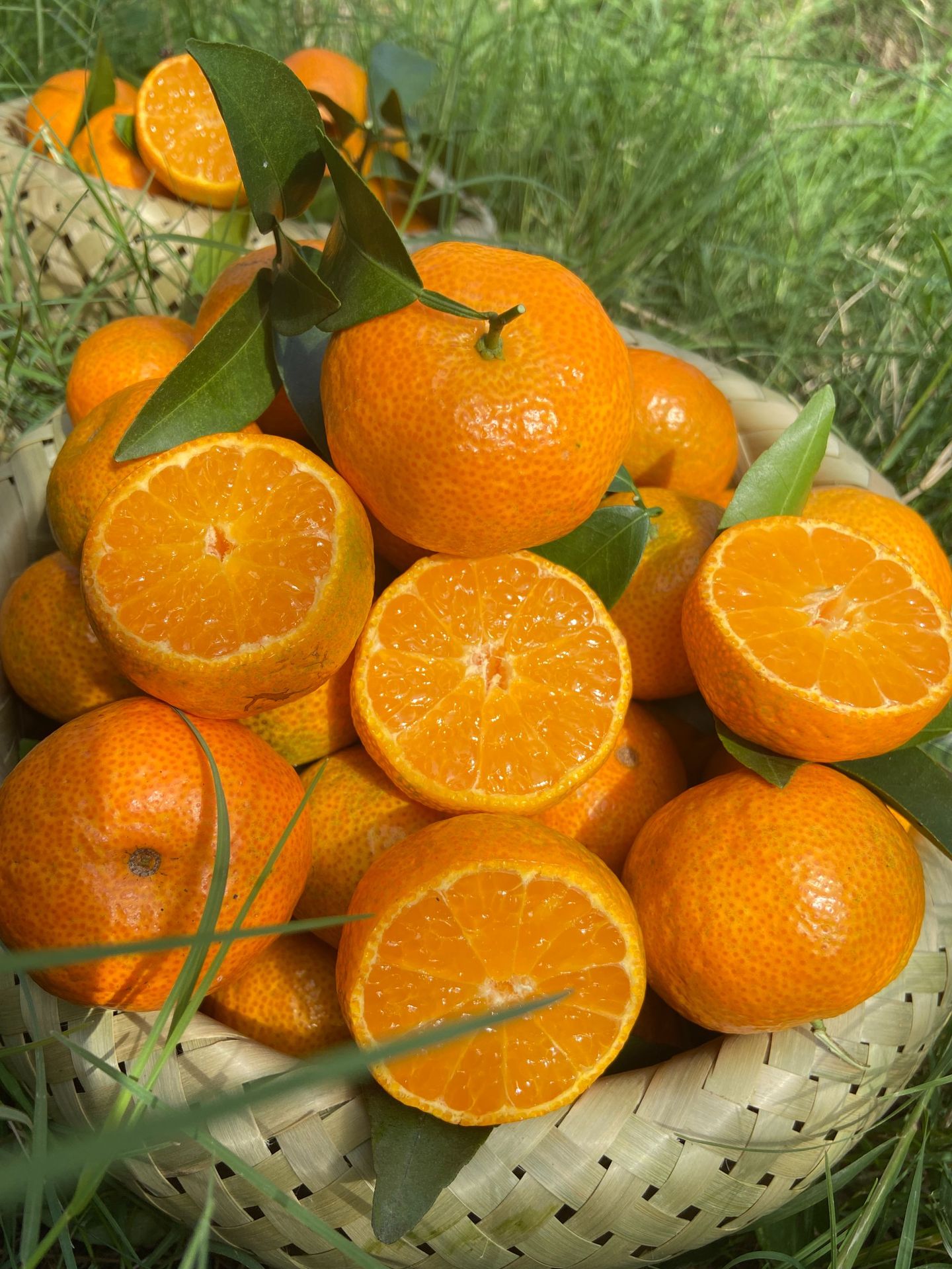 广西正宗砂糖橘快递8斤装特色水果一口一个皮薄多汁基地直采货源