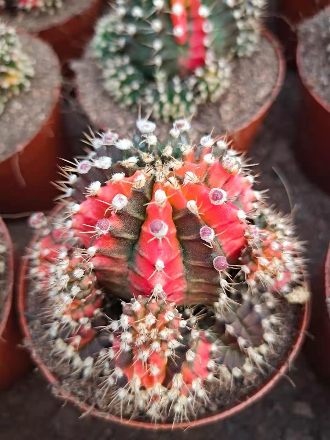 五彩牡丹锦仙人球牡丹锦开花品种自然锦室内仙人球盆栽