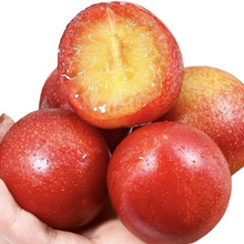 智利樱桃李甜红李子顺丰新鲜当季时令水果樱桃李一件代发