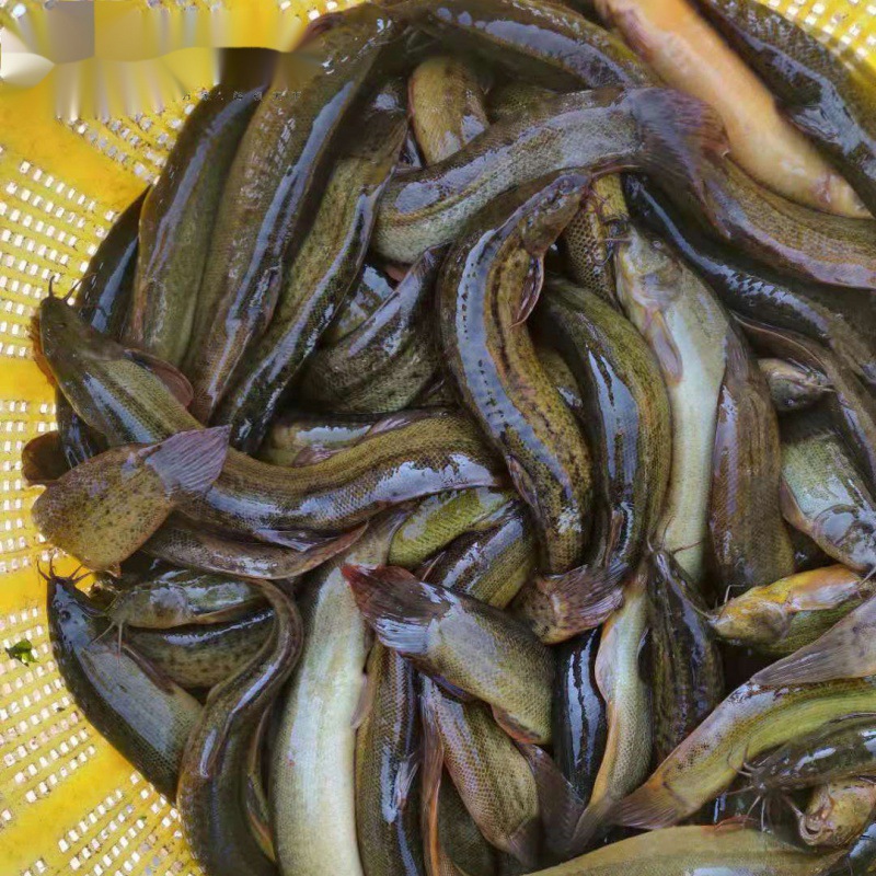 泥鳅老泥鳅大小淡水活鱼大板鳅活体鱼青鳅鱼现杀滋补炖汤实惠厂家