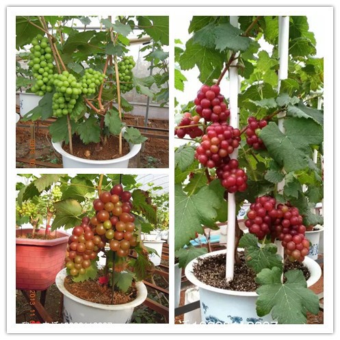 15年大苖葡萄树苖水果树苖南北方种植四季葡萄苖盆栽爬藤当年结果