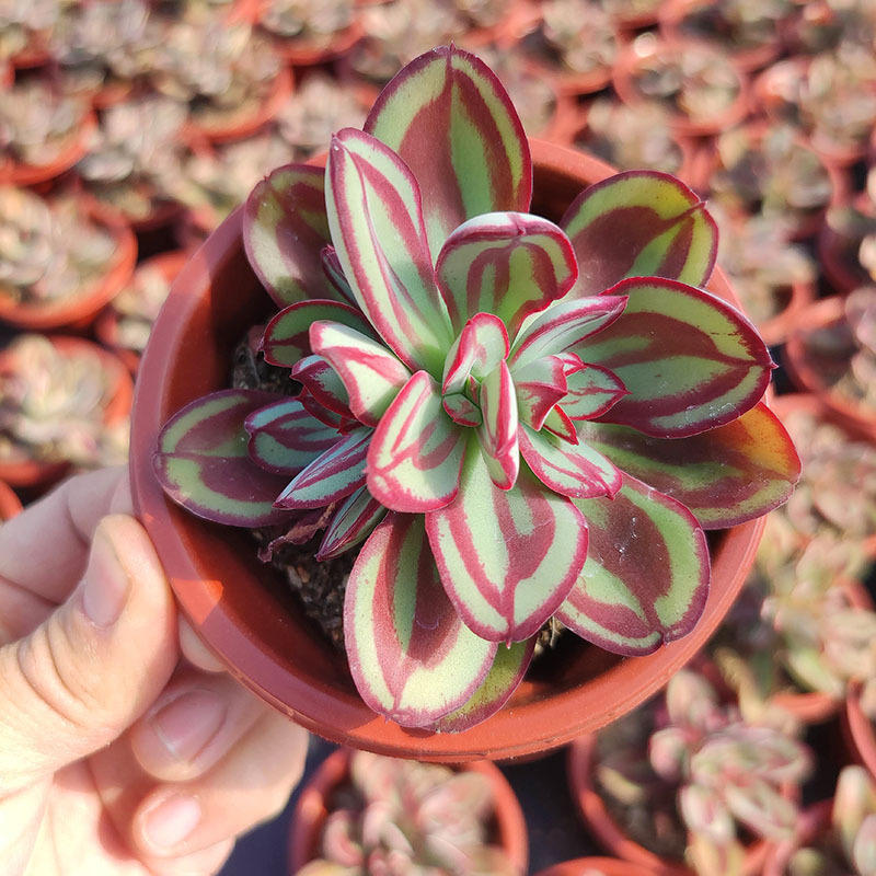 丸叶红司多肉植物直批含盆带土室内窗台花卉绿植盆栽老桩鲜花批发