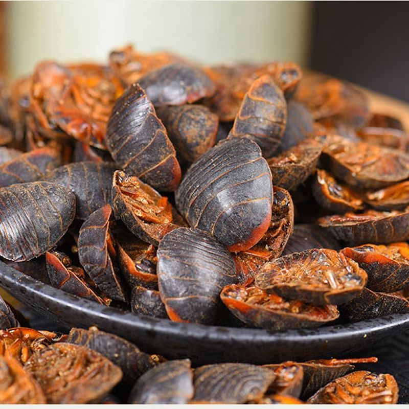 活体土元土鳖虫活的土元虫地鳖虫非野生中药材蛰虫