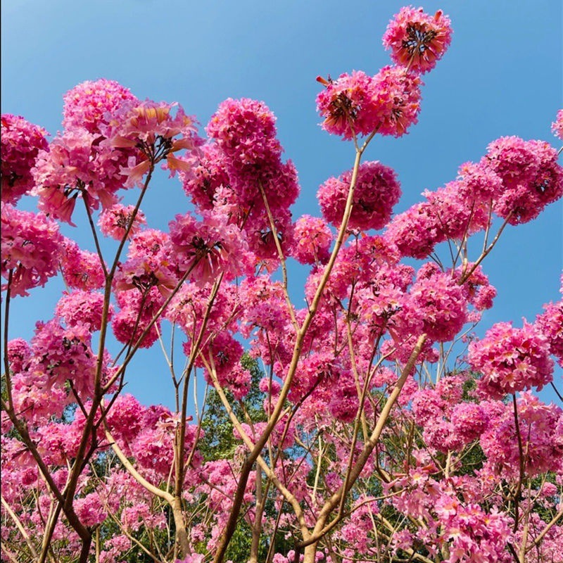 风铃木 红花风铃 黄花风铃 洋红风铃 紫花风铃 银鳞风铃 绿化报价