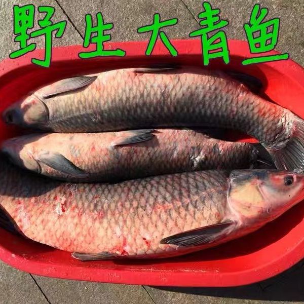 大青鱼螺蛳青乌青鱼螺丝青鱼淡水鲜活草鱼活体现青鱼石批发
