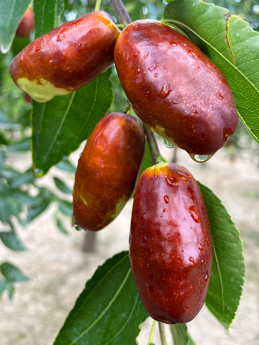 2022鲜枣大果宁夏灵武长枣新鲜大红枣5脆甜现摘冬枣3当季孕妇水果