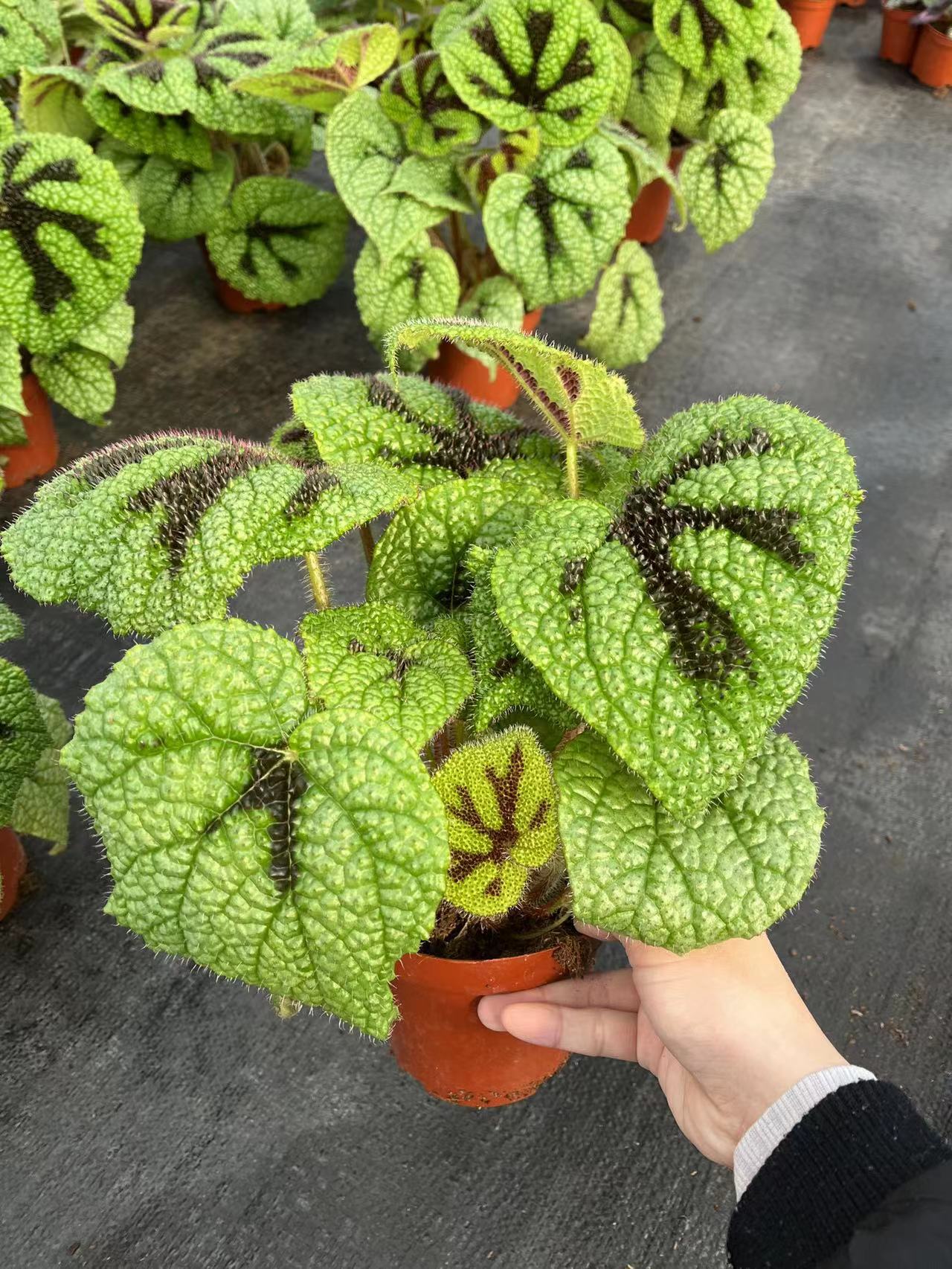 120#铁甲秋海棠 观叶植物盆栽-阿里巴巴