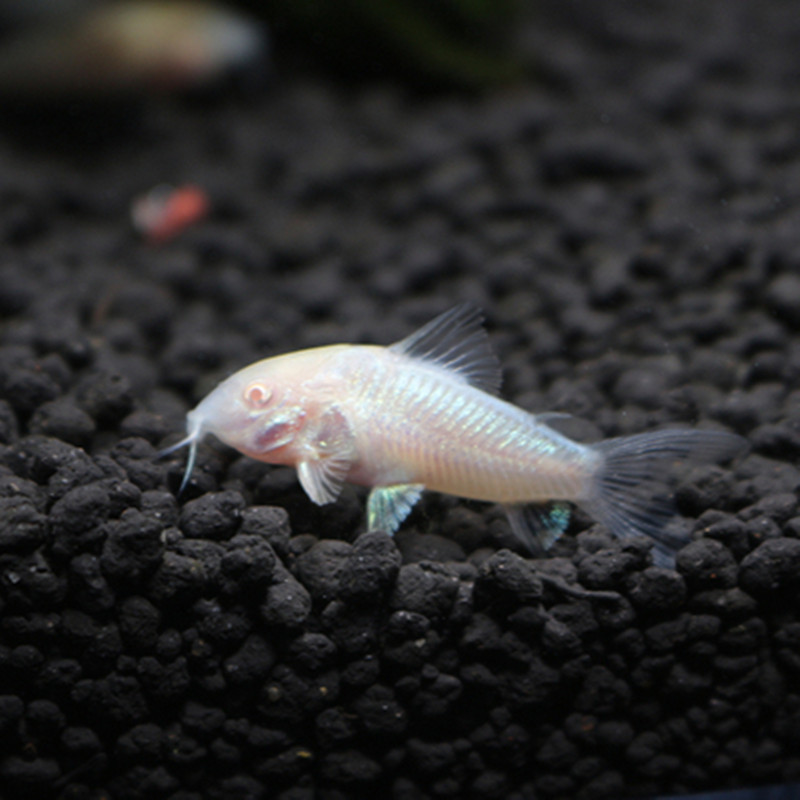 3-4cm白鼠鱼热带观赏鱼 活体宠物淡水鱼底层清缸工具鱼水族-阿里巴巴