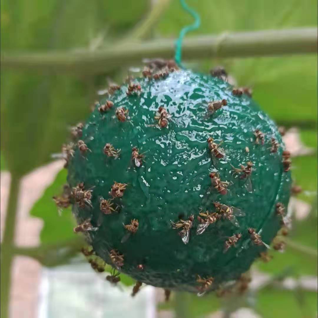 诱蝇球柑橘大小实蝇诱捕球瓜果树粘虫球诱虫球诱捕器果蝇球粘虫蝇