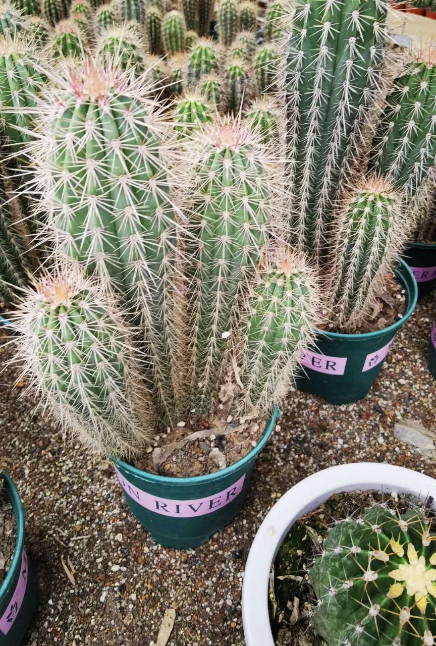 幸福柱仙人柱多头仙人掌沙生植物 生态园景观布置绿植