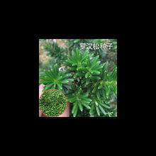 罗汉松种子 珍珠雀舌小叶狹叶大叶叶罗汉柏 台湾罗汉杉种子标准