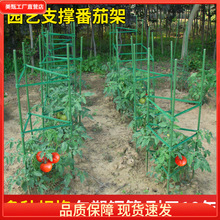 西红柿支架黄瓜爬藤架园艺花卉绿植支撑杆阳台地面花架固定番茄。