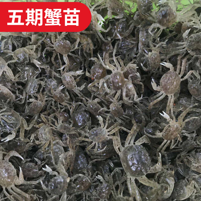 基地批发 梭子蟹苗 大眼幼体 五期蟹苗 二龄扣蟹 水产种苗