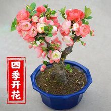 海棠花盆栽树苗重瓣长寿冠盆景老桩庭院植物室内花卉四季开花好养
