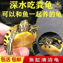 深水黄耳龟乌龟活物冷水长寿龟家养宠物观赏小乌龟混养吃粪龟