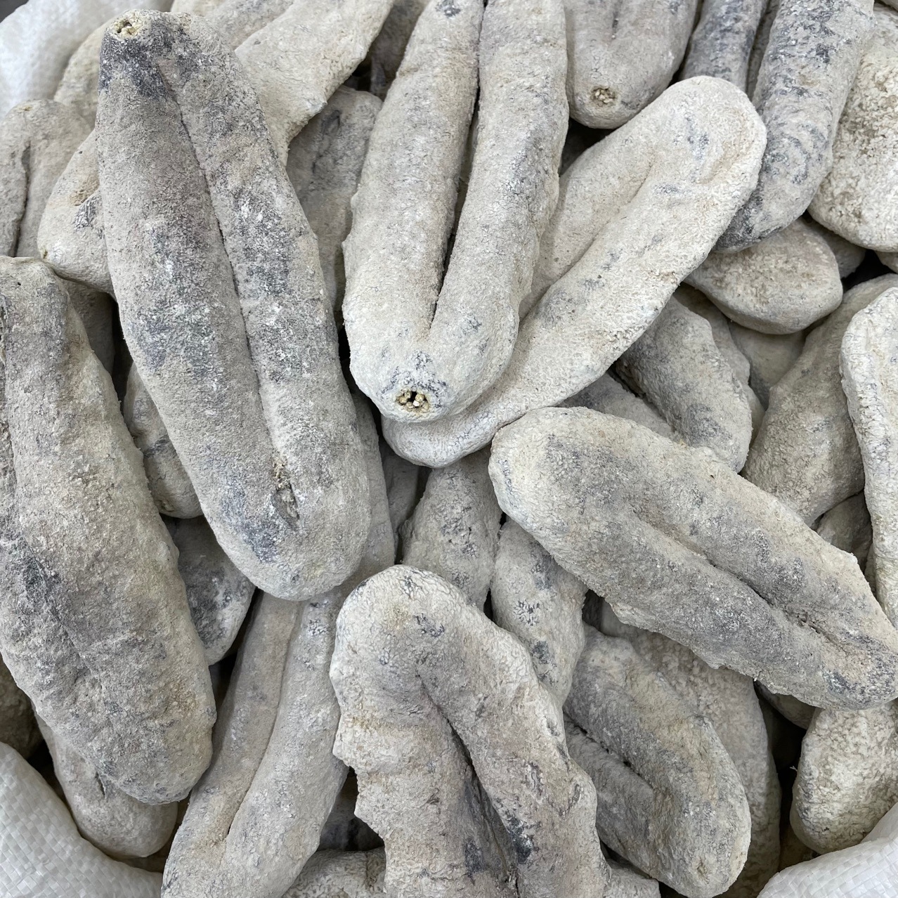 渠道直销猪婆参乌石参白石海参白猪婆 海味干货3一4头5一6头