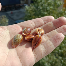 包邮天然海螺贝壳红花宝螺紫宝螺雪山宝螺标本螺收藏鱼缸装饰家居