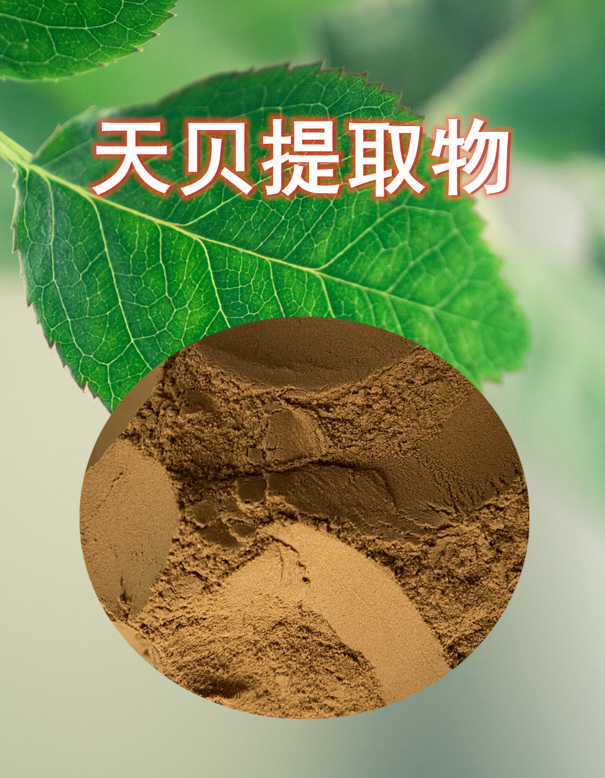 天贝提取物 水溶性好 天贝粉 天贝原粉 浸膏/大豆发酵浓缩天贝粉