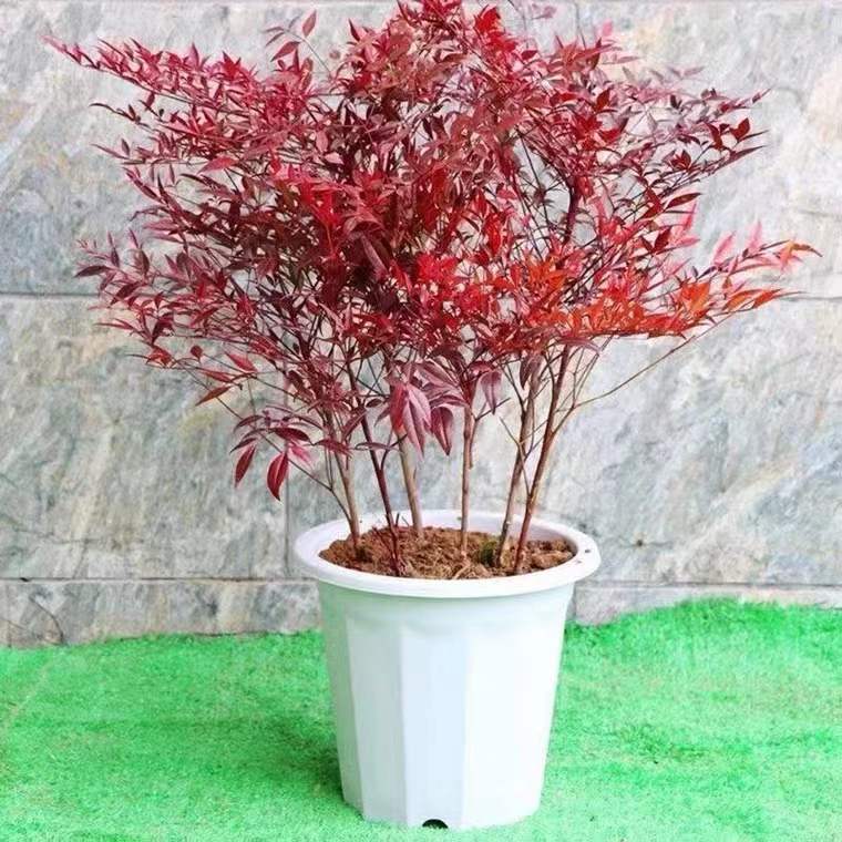 红天竹南天竹苗盆栽 露地直杆红色系 美观净化空气园林植物灌木