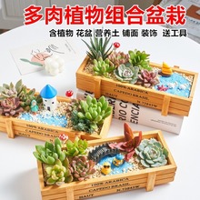 新品多肉植物组合盆栽花盆土摆件绿植室内吸甲醛diy肉肉套餐批发