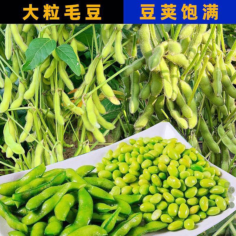大荚毛豆种子菜毛豆种籽早熟四季青豆鲜食菜豆春季蔬菜种子育苗