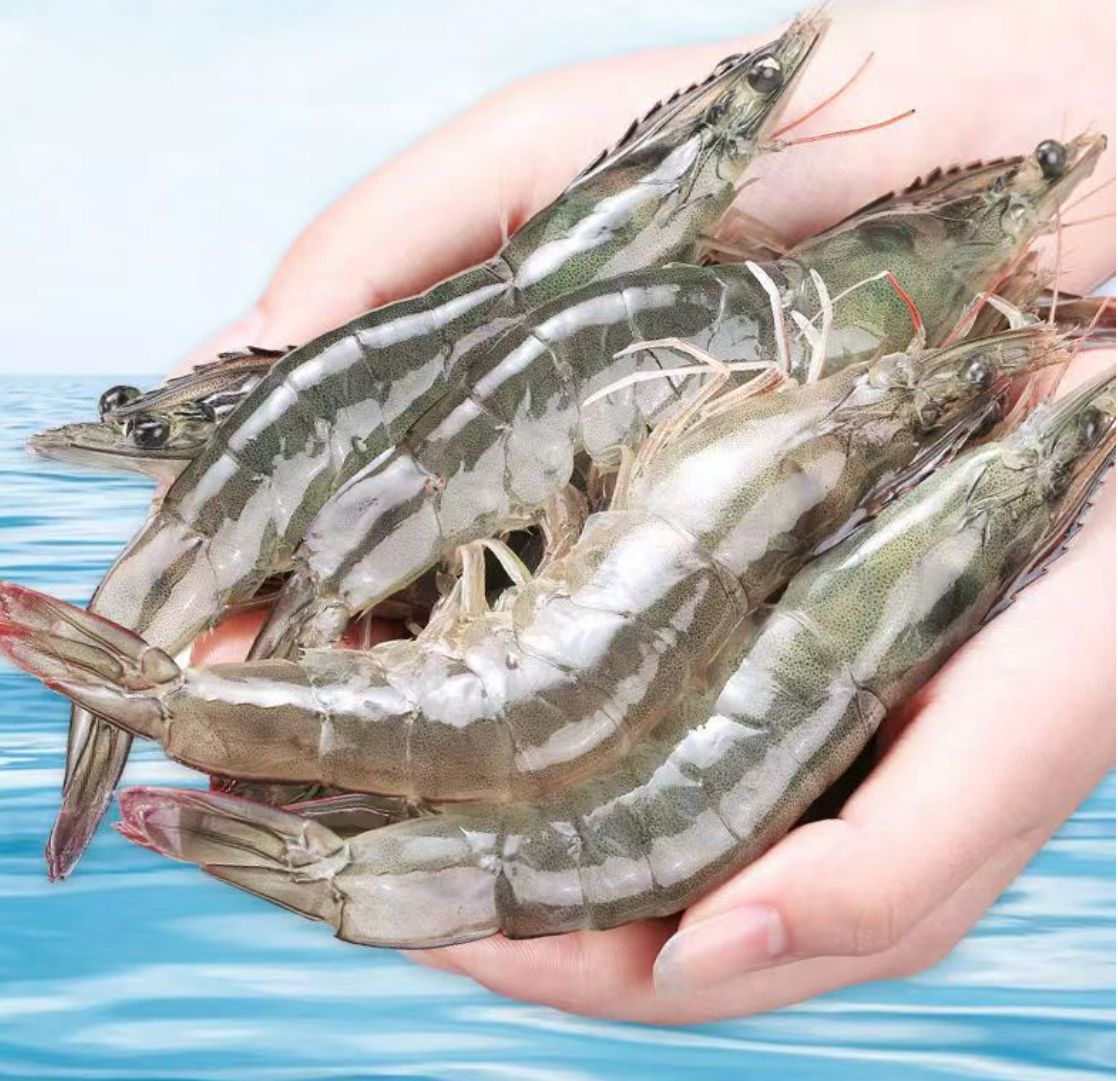 潮洲饶平基围虾shrimp海水养殖对虾海鲜水产鲜活青虾南美白虾冻虾