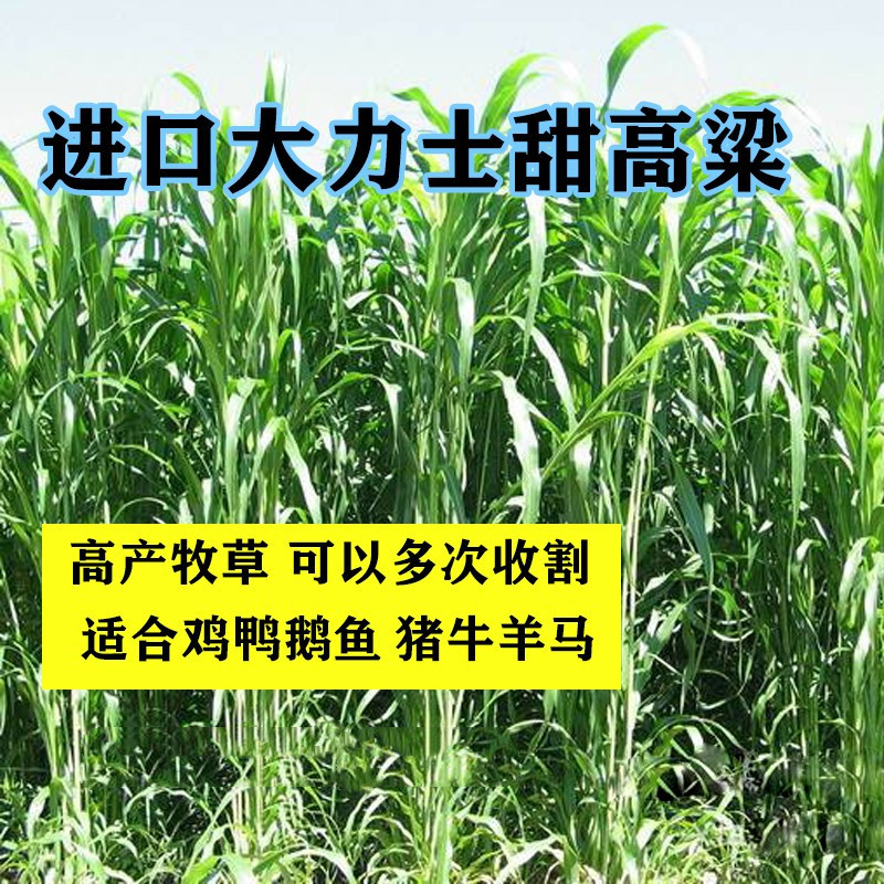 牧草种子南北方型大力士甜高粱饲用甜高粱牛羊鱼草籽进口种子