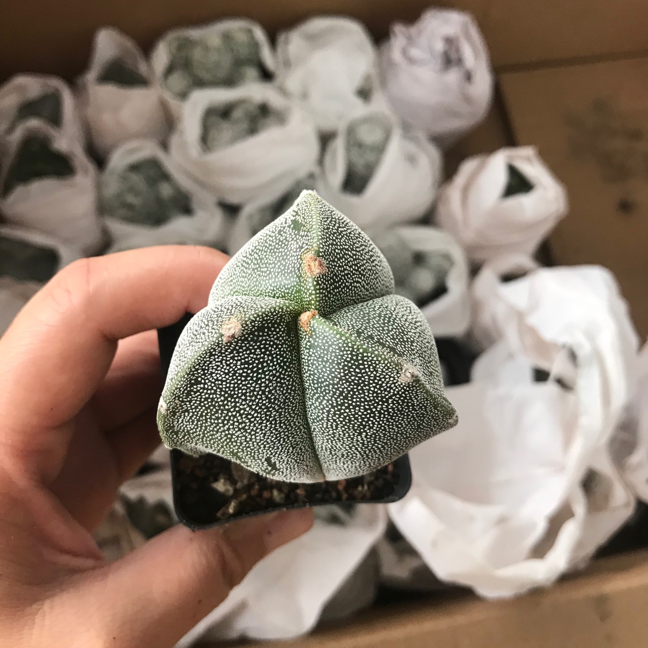 实生三角鸾凤玉4-5cm仙人球仙人掌多肉植物产地直发基地批发