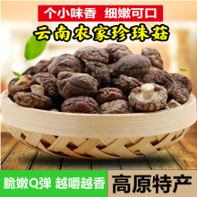 野生香菇云南香格里拉椴木香菇干货野生小蘑菇香菇酱材料珍珠菇