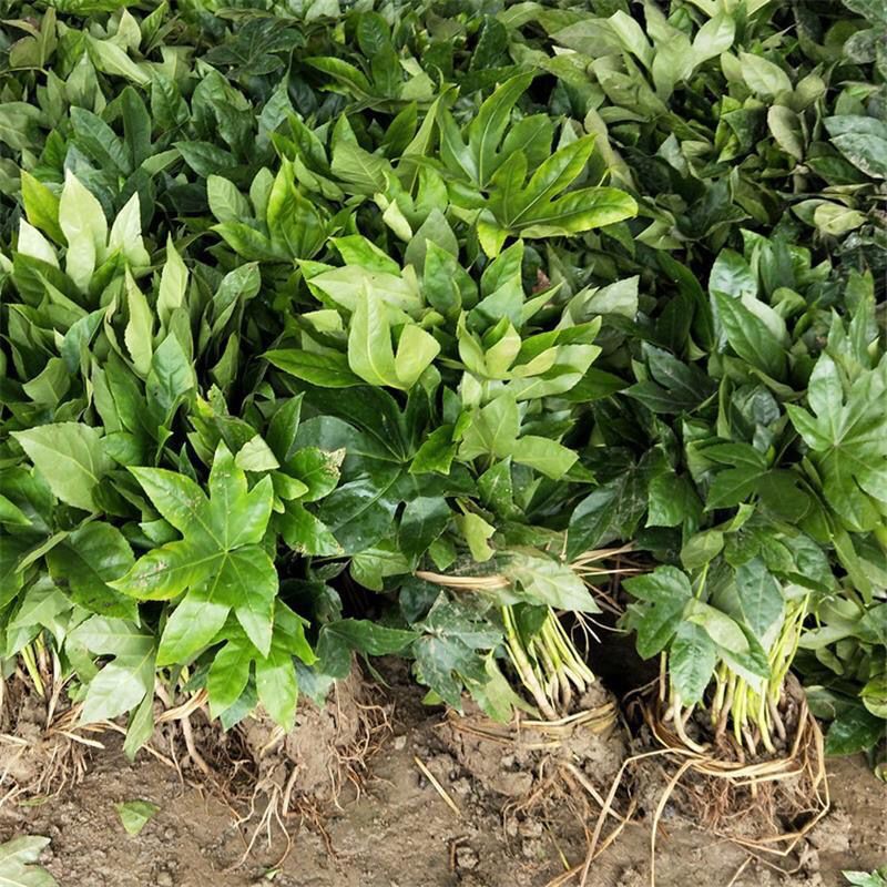 一件代发耐阴耐寒八角金盘小苗地被观叶植物好养园林绿化苗木四季