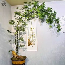 小叶簕竹根苗勒竹桩桌面绿植成品竹子盆栽室内文人茶几盆景花卉跨