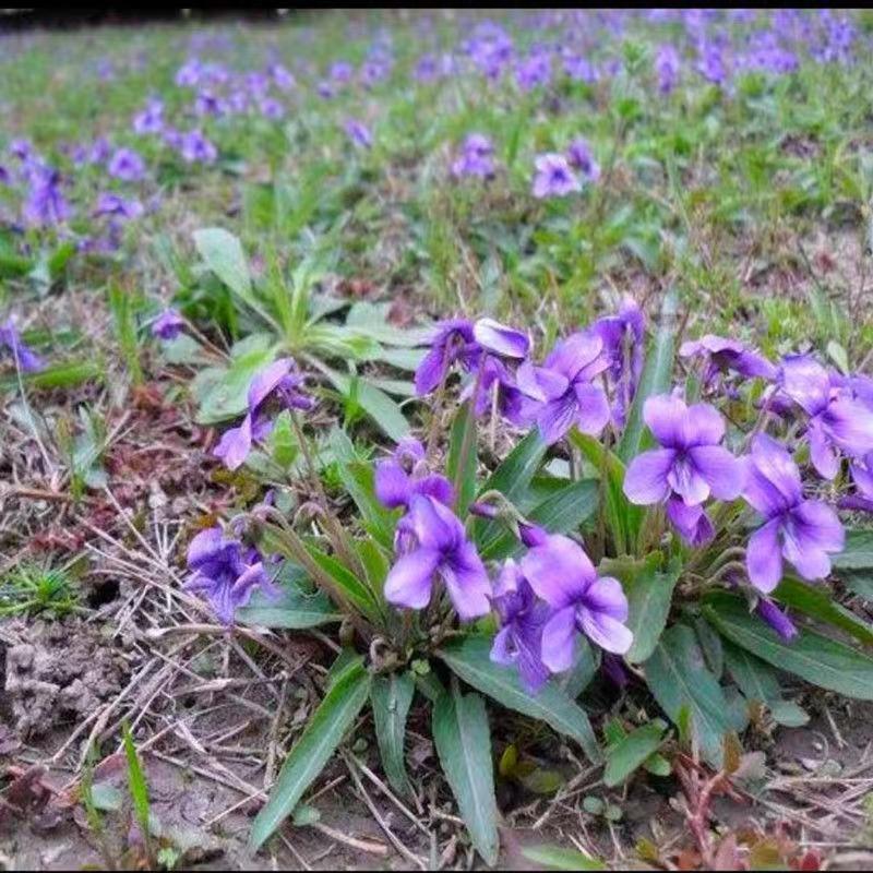 苦地丁种子耐寒地丁花紫堇地丁草二年生草本植物苦丁中草药材种籽