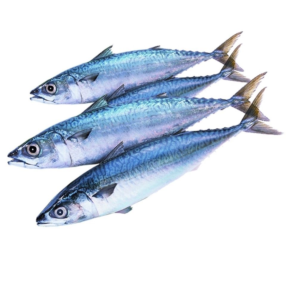 鲐鱼整条批发鲅鱼马鲛鱼青占鱼野生青花鱼零售新鲜冷冻鲐鲅鱼海捕