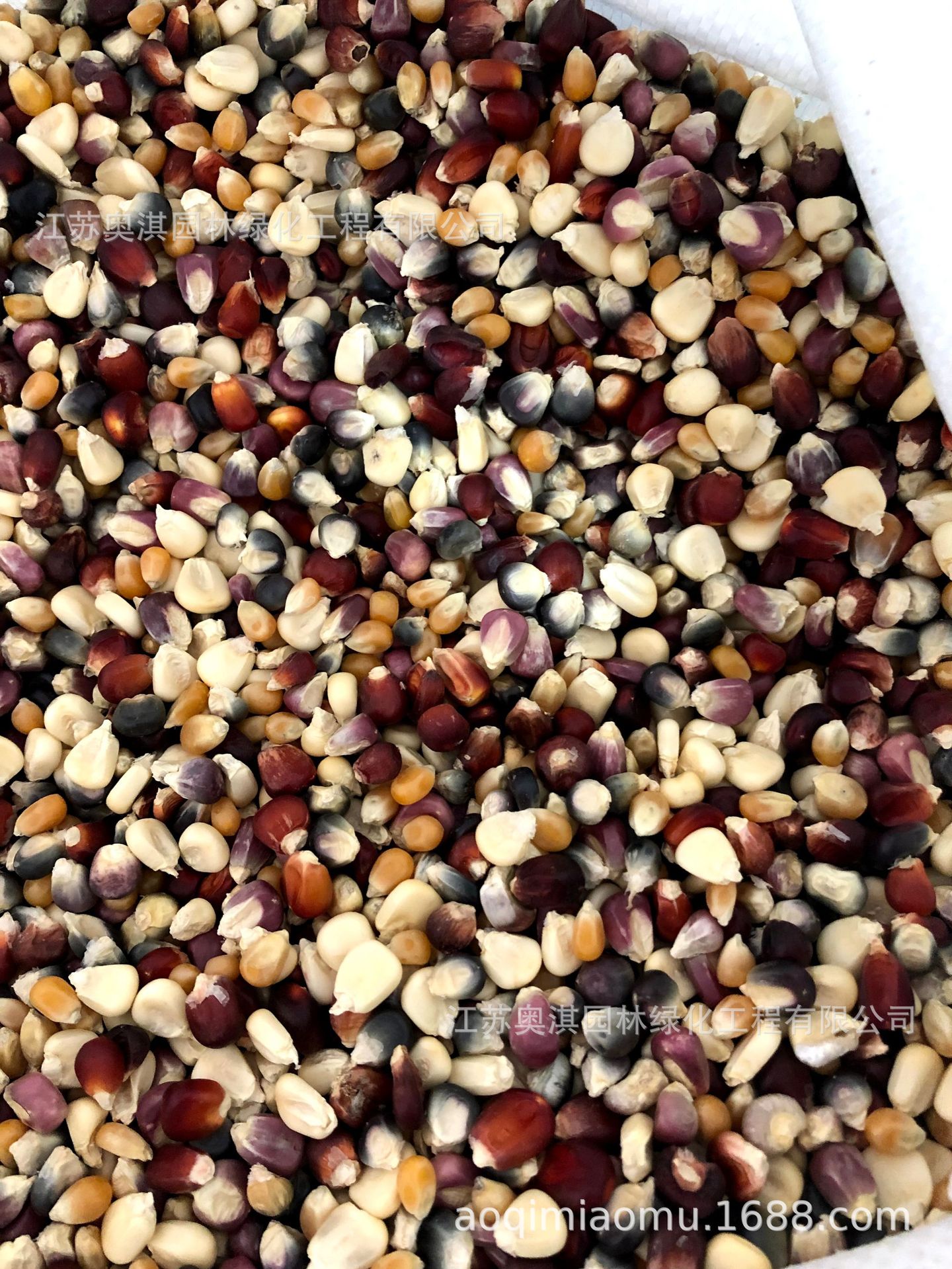 彩色玉米种子 甜彩虹玉米种 子 甜粘糯七彩玉米种子 货到付款