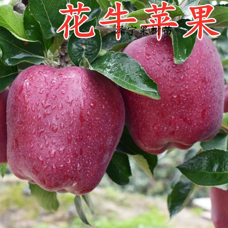 苹果树苗 美国红蛇果树苗 苹果苗当年结果花牛苹果苗南方北方种植