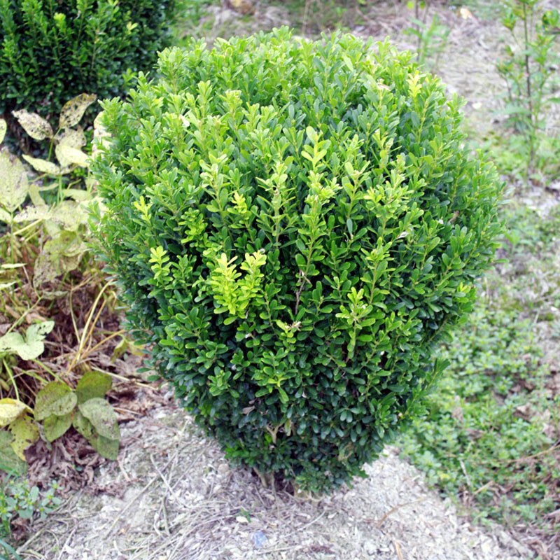 一件代发瓜子黄杨球 小叶黄杨球 瓜子黄杨树苗 小叶黄杨木 黄杨球