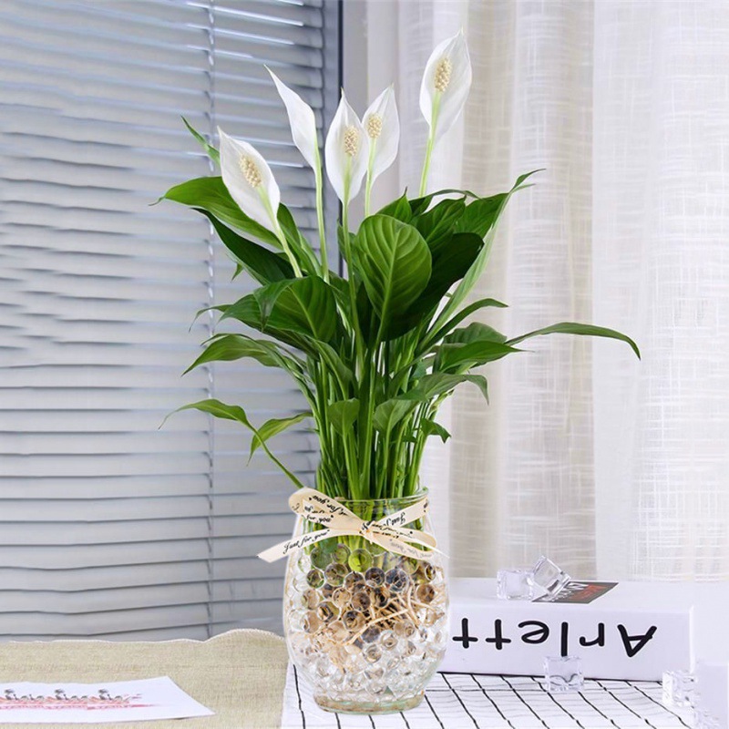 水培水养植物一帆风顺室内绿植花卉四季常青好养易活懒人白掌批发