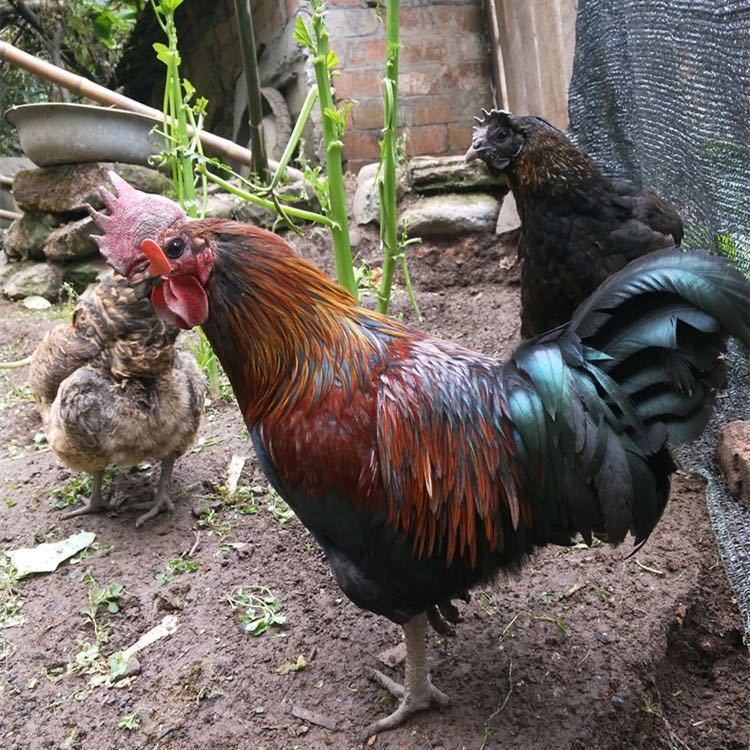 四川宜宾本地乌骨鸡放养土鸡农村自家喂养新鲜整只老母鸡月子公鸡