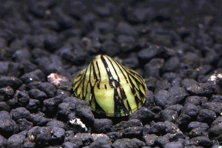 品质虾坊鲍鱼螺活体斗笠螺汽水螺淡水观赏超强除藻除苔工具螺草缸