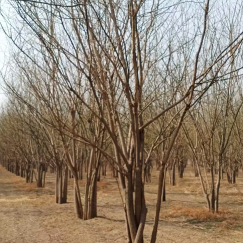 园林绿化丛生国槐树 防风固沙丛生槐树园艺园林植物丛生乔木国槐