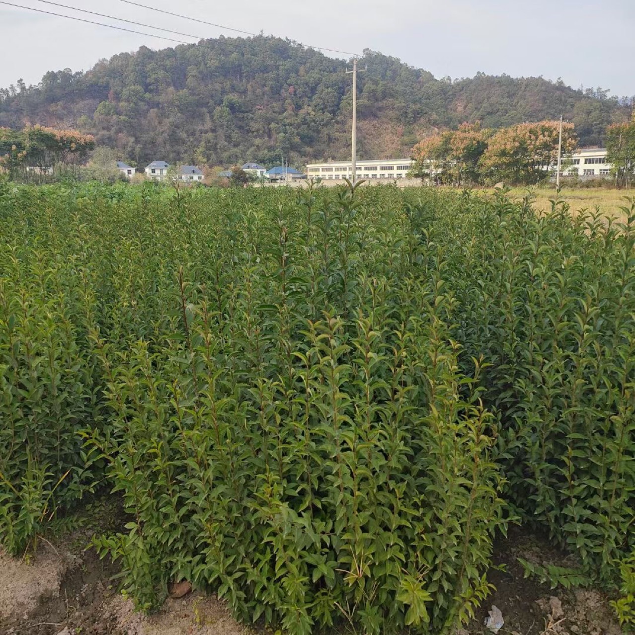 大叶女贞小苗 冬青小苗 大叶女贞苗一年苗两年苗 三年苗 大叶女真